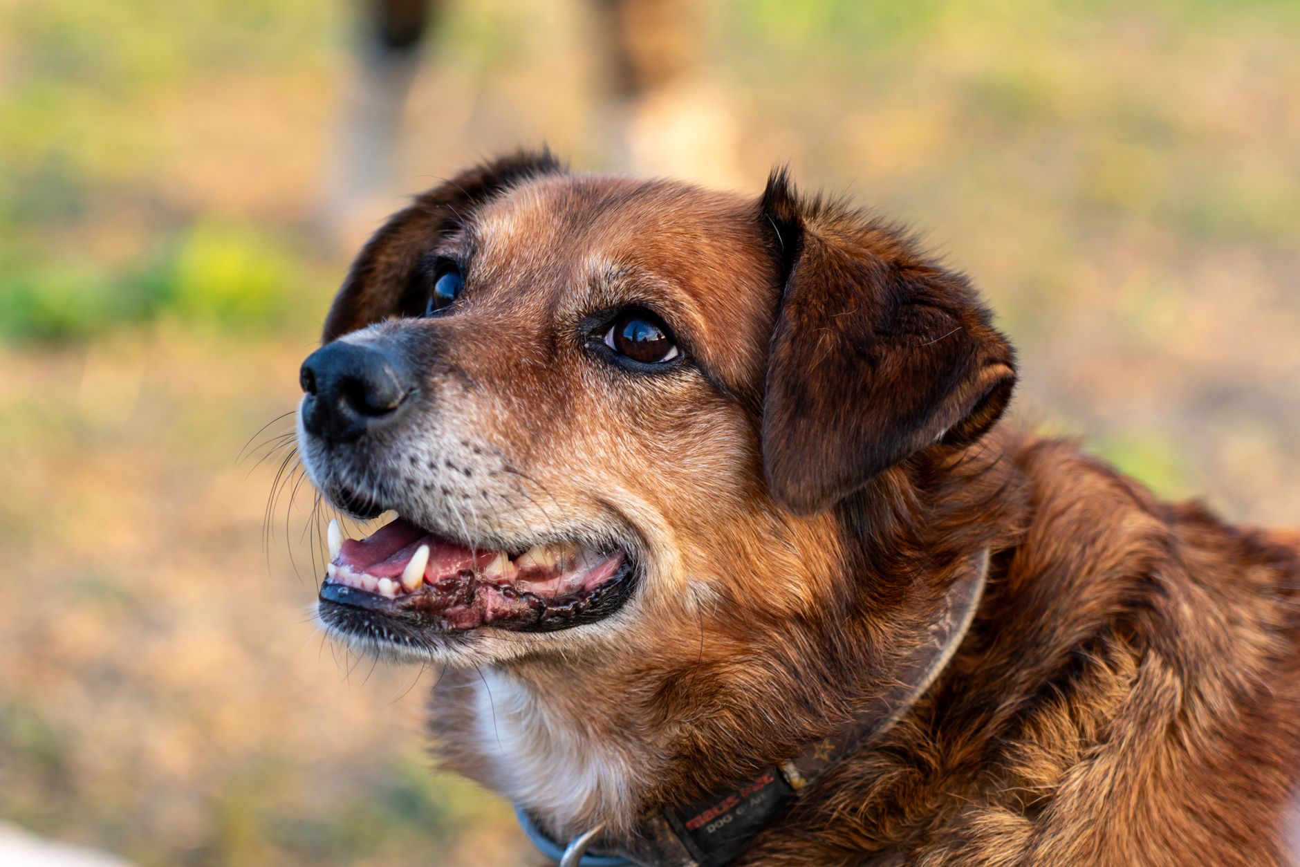 Rudy — pies · 6 lat, PetHarbor